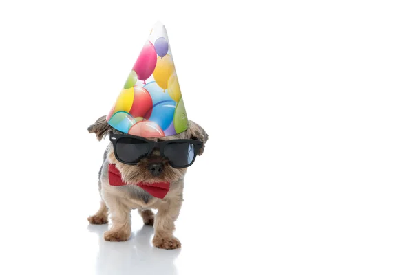 Yorkshire terrier perro vistiendo sombrero de cumpleaños de pie y mirando —  Fotos de Stock