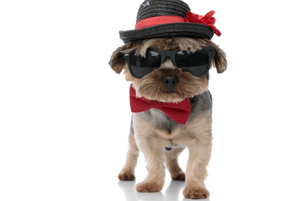 Yorkshire terrier cão vestindo chapéu e gravata como um cavalheiro — Fotografia de Stock