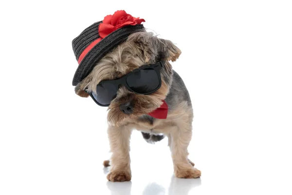 Yorkshire terrier dog wearing black hat standing with head bent — ストック写真