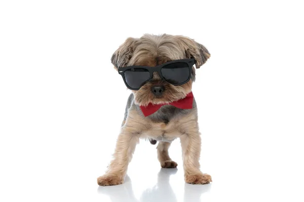 Yorkshire Terrier köpeği güneş gözlüğü ve kırmızı papyon takıyor. — Stok fotoğraf