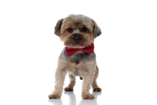 Yorkshire Terrier dog wearing red bowtie looking at camera — Stock Photo, Image