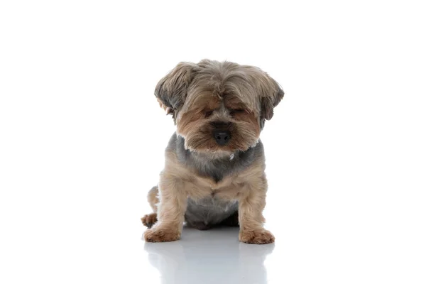 Yorkshire Terrier dog sitting with his eyes closed — ストック写真