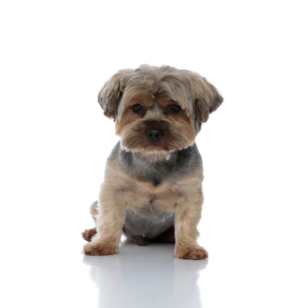 Yorkshire Terrier dog sitting and staring at camera sad — Stock Photo, Image