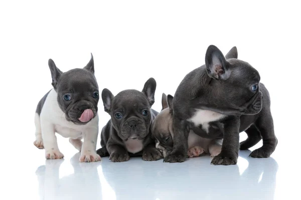 Quattro adorabili cuccioli di bulldog francesi che si guardano intorno e dormono — Foto Stock