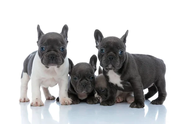 Cuatro cachorros bulldog franceses, dos de ellos cansados —  Fotos de Stock