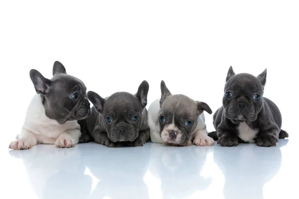 Schöne französische Bulldoggen Welpen, die sich umsehen — Stockfoto