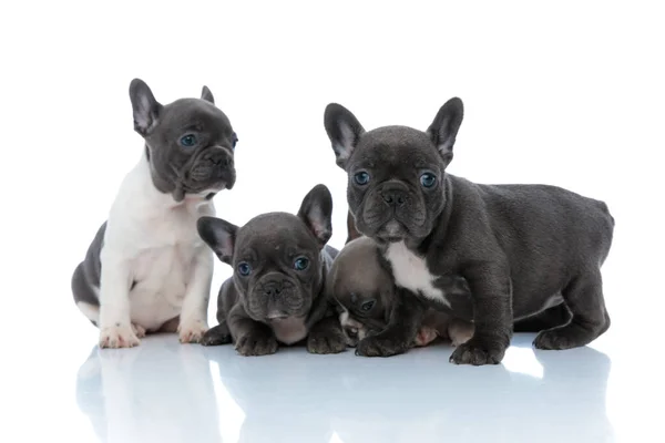 Cuatro lindos cachorros bulldog franceses curiosamente mirando a su alrededor —  Fotos de Stock