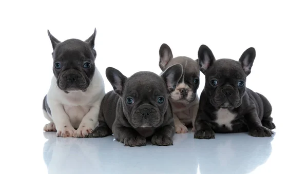 Dutil francés bulldog cachorros mirando adelante interesado —  Fotos de Stock