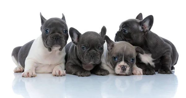 Pequeños cachorros bulldog franceses mirando a su alrededor y reconfortando a cada oth —  Fotos de Stock