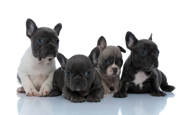 Cuatro curiosos cachorros bulldog franceses mirando hacia otro lado enfocados —  Fotos de Stock