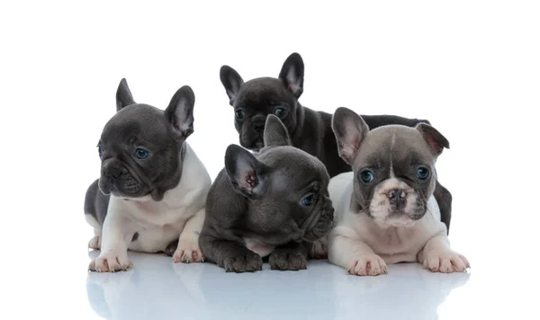 Eifrige französische Bulldogge steht hinter seiner Familie — Stockfoto