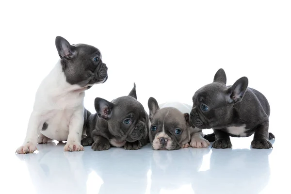 Vier plichtsgetrouwe Franse buldog puppies kijken vooruit en weg — Stockfoto