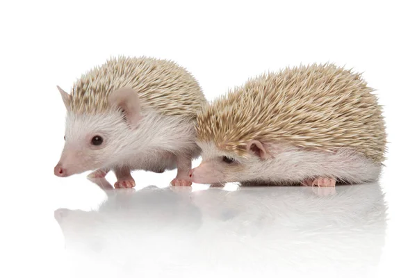 Couple of two african hedgehogs searching together — Stock Photo, Image