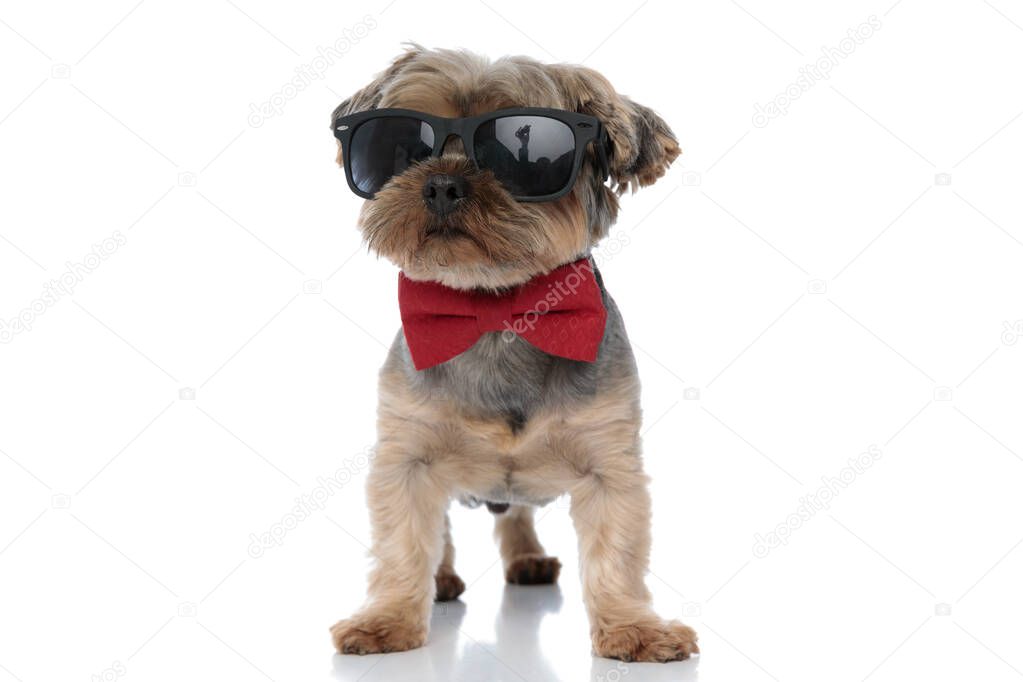yorkshire terrier dog wearing sunglasses standing with cool atti