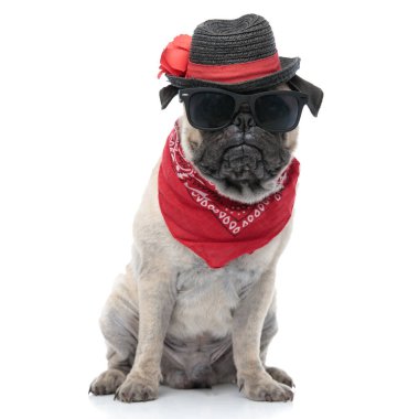 Bandana, şapka ve güneş gözlüğü takan sevimli pug.