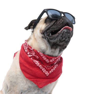 Güneş gözlüğü ve bandana takan havalı bir köpek.