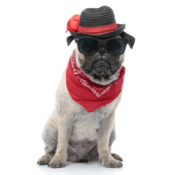 Pug bonito vestindo bandana, chapéu e óculos de sol — Fotografia de Stock