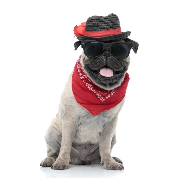Очаровательный мопс в шляпе, солнцезащитных очках и бандане — стоковое фото