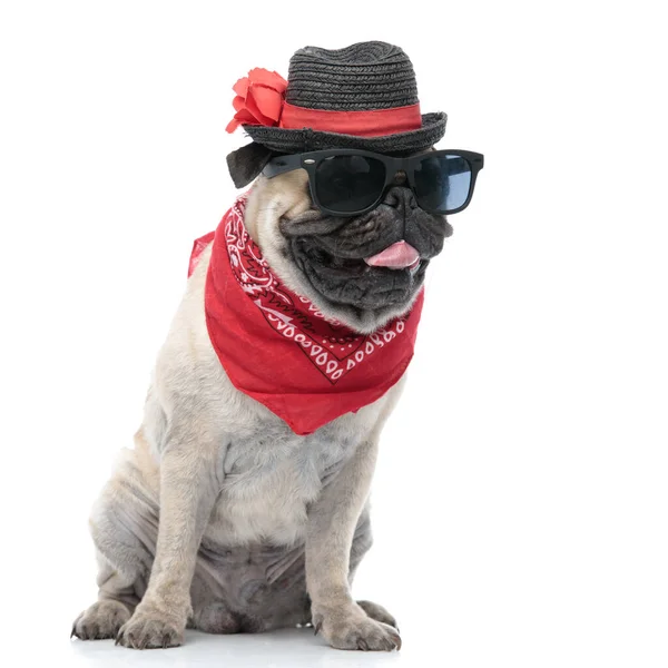 Adorável pug vestindo chapéu, bandana e óculos de sol — Fotografia de Stock