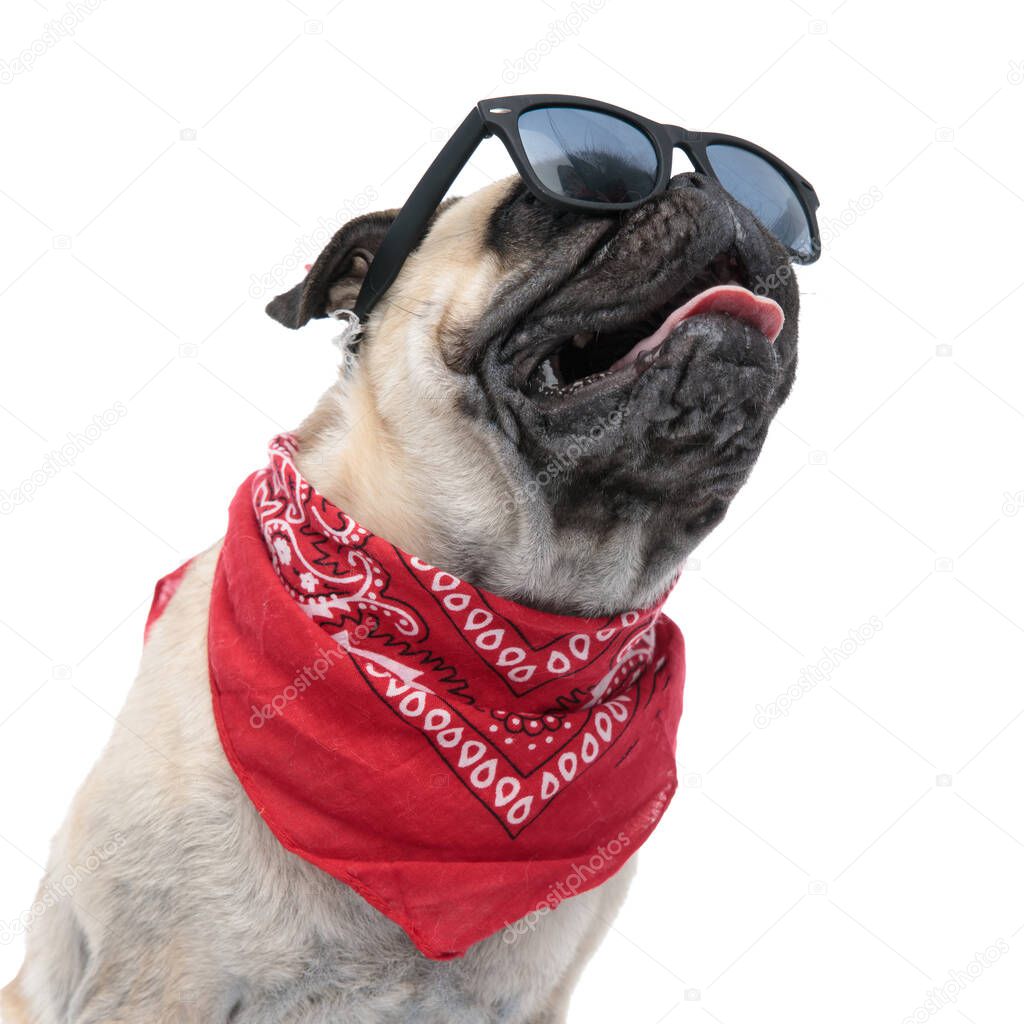 cool pug wearing sunglasses and bandana