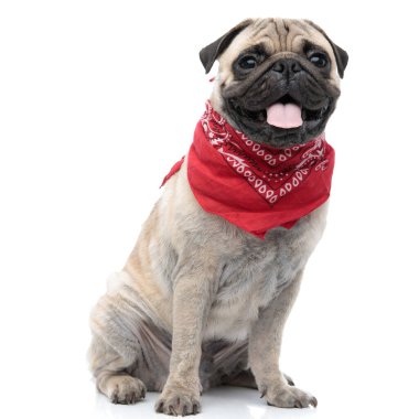 Bandana takan ve dil çıkaran sevimli pug.