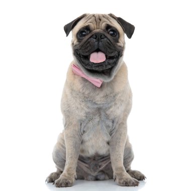 Mutlu pug pembe papyon takıyor ve nefes nefese