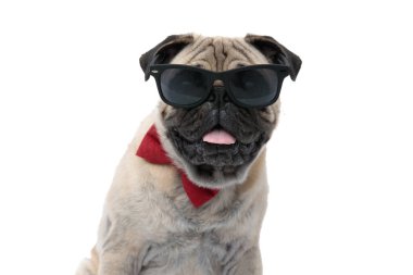 Havalı pug güneş gözlüğü takıyor, papyon takıyor ve nefes nefese. 