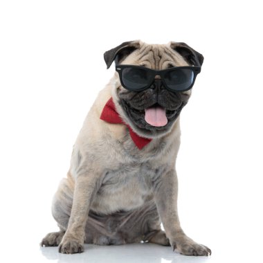Mutlu pug güneş gözlüğü takıyor, papyon takıyor ve nefes nefese.