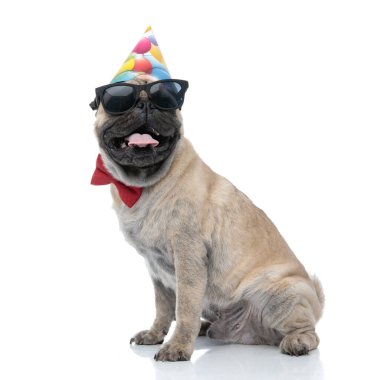 Harika pug nefes nefese ve doğum günü şapkası, güneş gözlüğü ve bo giyiyor.