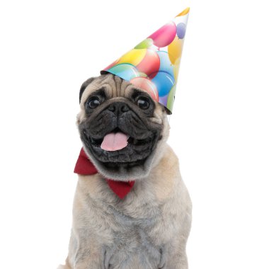 Doğum günü şapkası ve kırmızı papyon takan sevimli pug.