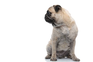 tapılası pug oturuyor ve yan bakıyor