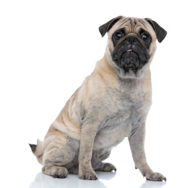 Tatlı köpek dili çıkarıp nefes nefese kalmış.