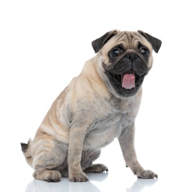 Tatlı köpek dilini çıkarıp nefes nefese kalmış.