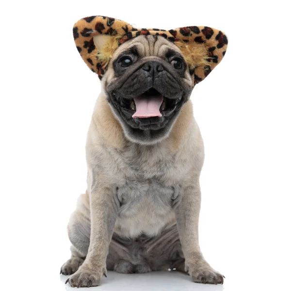 Pug feliz vestindo cabeça de leopardo e ofegante — Fotografia de Stock