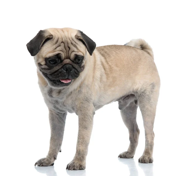 Adorable pug panting and sticking out tongue — Stock Photo, Image