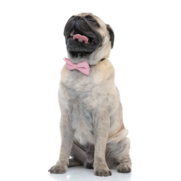 Χαρούμενο σκυλάκι που φοράει ροζ παπιγιόν και βγάζει γλώσσα — Φωτογραφία Αρχείου