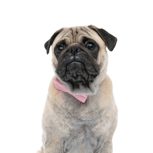 Pug bonito vestindo laço rosa e olhando para o lado — Fotografia de Stock