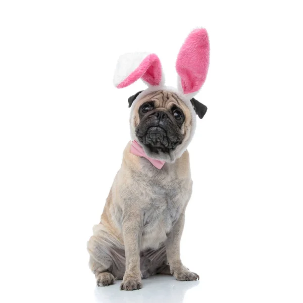 Сумний мопс у вухах кролика та косичка — стокове фото