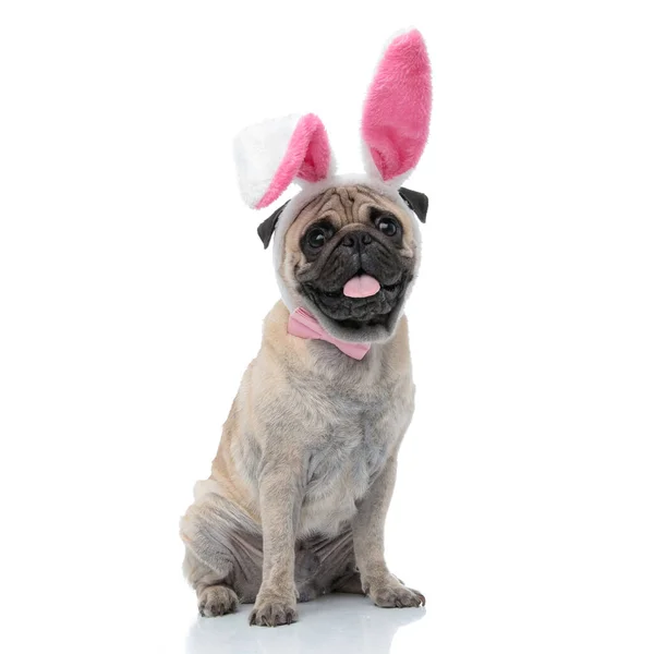 Adorable pug wearing headband and bowtie — Stock Photo, Image