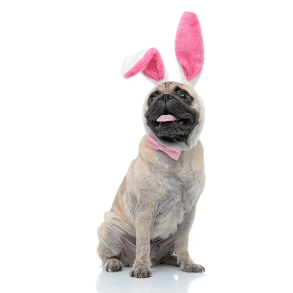Glad mops bär kanin öron och fluga — Stockfoto