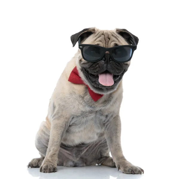 Szczęśliwy mops noszący okulary przeciwsłoneczne, muszkę i dyszenie — Zdjęcie stockowe