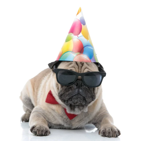 Χαριτωμένο σκυλάκι με καπέλο γενεθλίων, γυαλιά ηλίου και παπιγιόν — Φωτογραφία Αρχείου