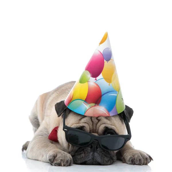 Doğum günü şapkası, güneş gözlüğü ve papyon takan üzgün köpek. — Stok fotoğraf