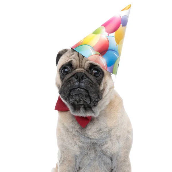 Sad puppy wearing birthday hat and red bowtie — Stock Photo, Image
