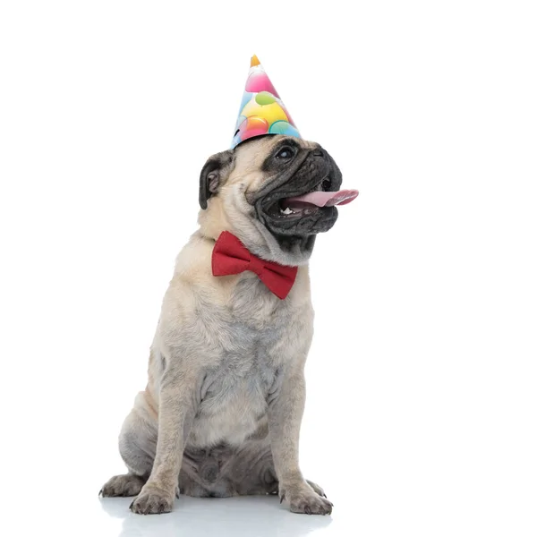 Happy pug panting and wearing birthday hat and bowtie — Stock Photo, Image