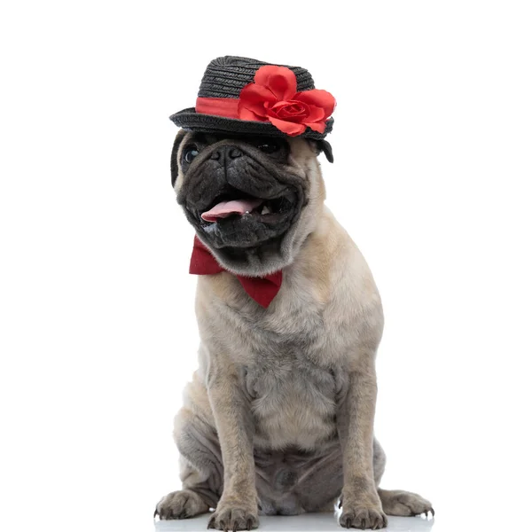 Αξιολάτρευτο σκυλί που φοράει καπέλο και παπιγιόν και λαχανιάζει — Φωτογραφία Αρχείου