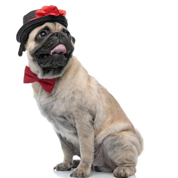 Χαριτωμένο pug φορώντας παπιγιόν και καπέλο και λαχάνιασμα — Φωτογραφία Αρχείου