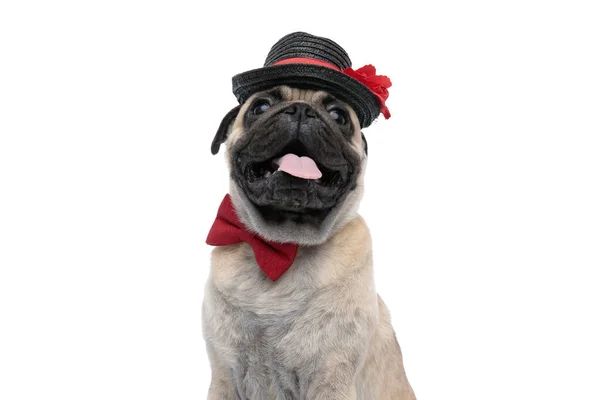 Adorable pug panting and sticking out tongue — Stock Photo, Image