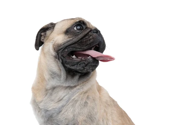 Close-up van gelukkig pug steken uit tong en hijgen — Stockfoto