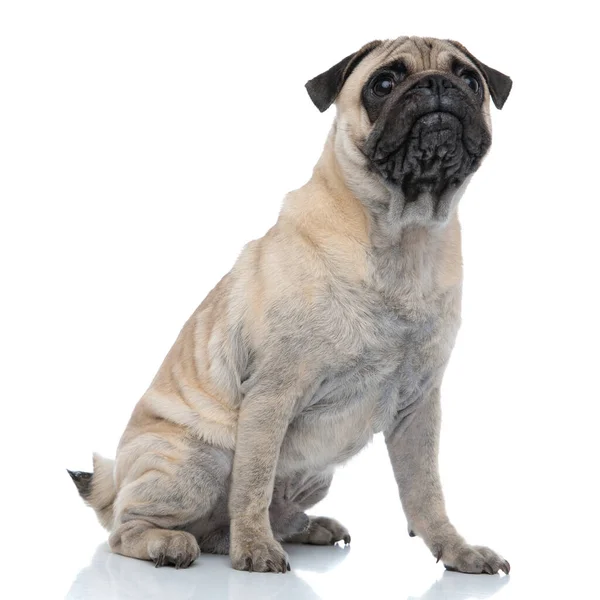 Curious pug looking up and sitting on white background — ストック写真